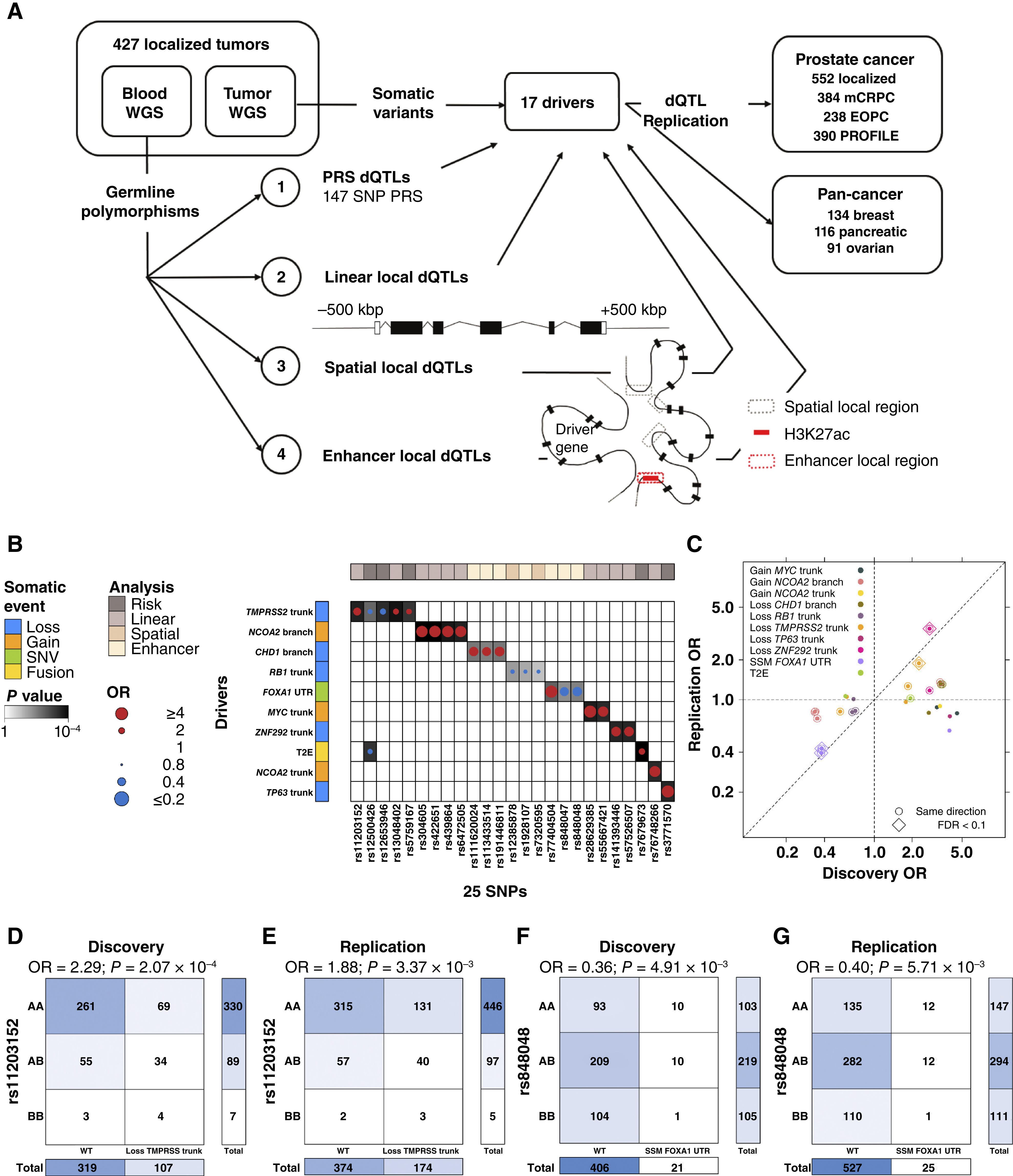 The Germline and Somatic Origins of Prostate Cancer Heterogeneity